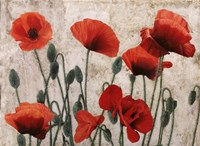 Sette Papaveri - Tanti Papaveri Fine Art Print