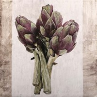 Carciofoni Fine Art Print