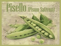 Pisello Pisum Sativum Framed Print