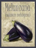 Melanzana Solanum Melongena Fine Art Print
