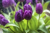 Purple Tulips in Rain Fine Art Print