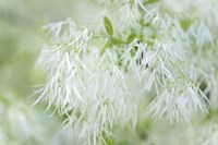 White Fringetree Fine Art Print
