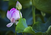 Graceful Lotus Fine Art Print