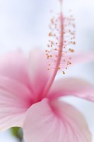 Invitation Into the Light Fine Art Print