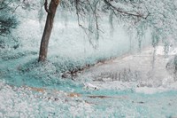 Pond Under the Shadow Willow Fine Art Print