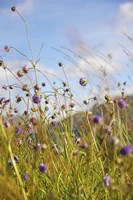 Sunny Bliss Fine Art Print