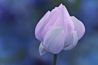 Tender Morning with Lotus Fine Art Print