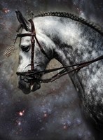 The Horse Among the Stars Fine Art Print