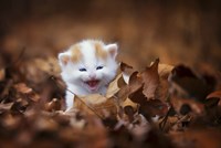Crying In The Leaves Fine Art Print