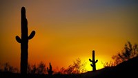 Desert Sunset Fine Art Print