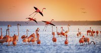 Flamingo Flight Fine Art Print
