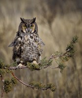 Hanging Out Fine Art Print