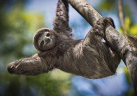 Just Hanging Around Fine Art Print