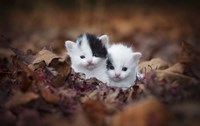 Kitten Twins Fine Art Print