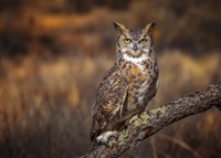 Look Who's There Fine Art Print