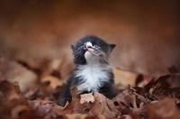 Looking For An Answer Fine Art Print