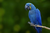 Standing Alone Fine Art Print