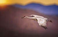 Sunset Flight Fine Art Print