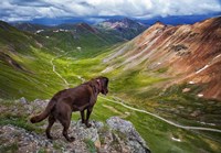 A Dog On An Adventure Fine Art Print