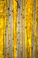 Aspen Trees Fine Art Print