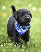 Black Lab Pup 1 Fine Art Print