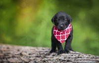 Black Lab Pup 4 Fine Art Print