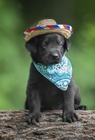 Black Lab Pup 6 Fine Art Print