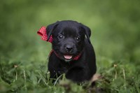 Black Lab Pup 10 Fine Art Print