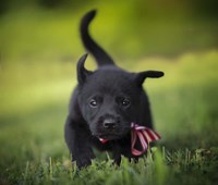 Black Lab Pup 11 Fine Art Print