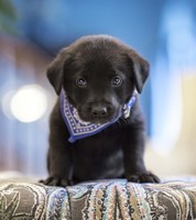 Black Lab Pup 12 Fine Art Print