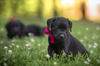 Black Lab Pup 13 Fine Art Print