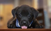 Black Lab Pup 14 Fine Art Print