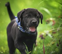 Black Lab Pup 15 Fine Art Print