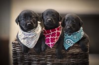 Black Lab Pups 2 Fine Art Print