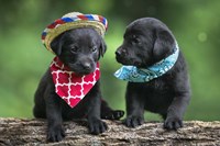 Black Lab Pups 5 Fine Art Print