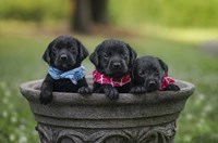 Black Lab Pups 7 Fine Art Print