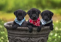 Black Lab Pups 8 Fine Art Print