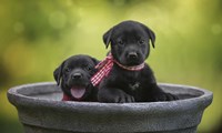 Black Lab Pups 9 Fine Art Print