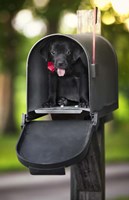 Black Lab Special Delivery Fine Art Print