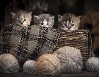 Kittens In A Basket Framed Print