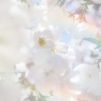 Apple Blossoms 03 Fine Art Print