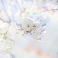 Apple Blossoms 04 Fine Art Print