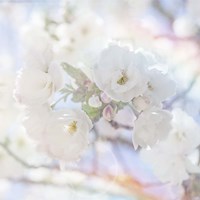 Apple Blossoms 05 Fine Art Print