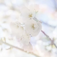 Apple Blossoms 06 Fine Art Print