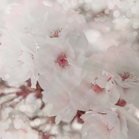 Pinky Blossom 1 Fine Art Print