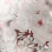 Pinky Blossom 2 Fine Art Print