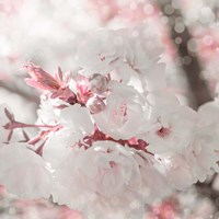 Pinky Blossom 3 Fine Art Print