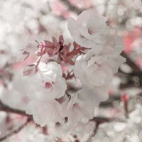 Pinky Blossom 4 Fine Art Print