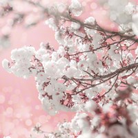 Pinky Blossom 5 Fine Art Print