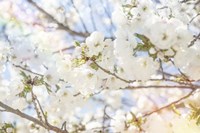 White Spring Blossoms 02 Fine Art Print
